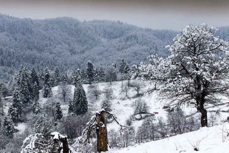 Snowy trees in the Carpathian Mountains in Romania. Forest in the mountains. Snowy trees in the Carpathian Mountains in Romania royalty free stock photos Snowy trees in the Carpathian Mountains in Romania. Forest in the mountains. Snowy trees in the Carpathian Mountains in Romania royalty free stock photos