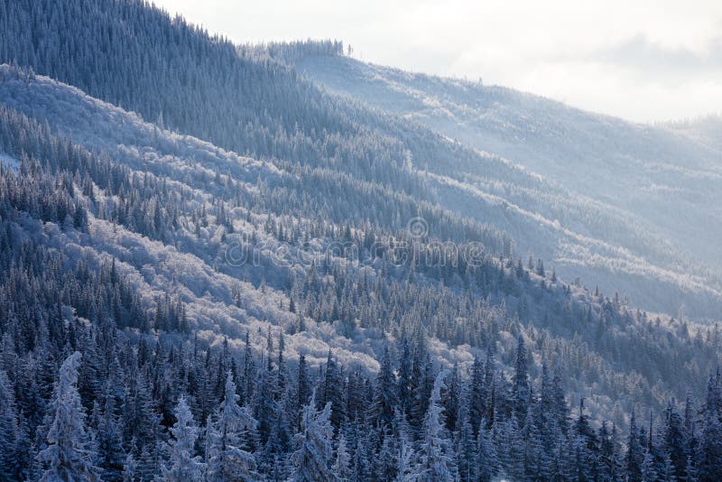 Forest in mountains on sunny morning in wintertime