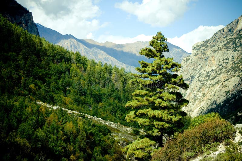 Forest in mountains valley Himalayas stock image