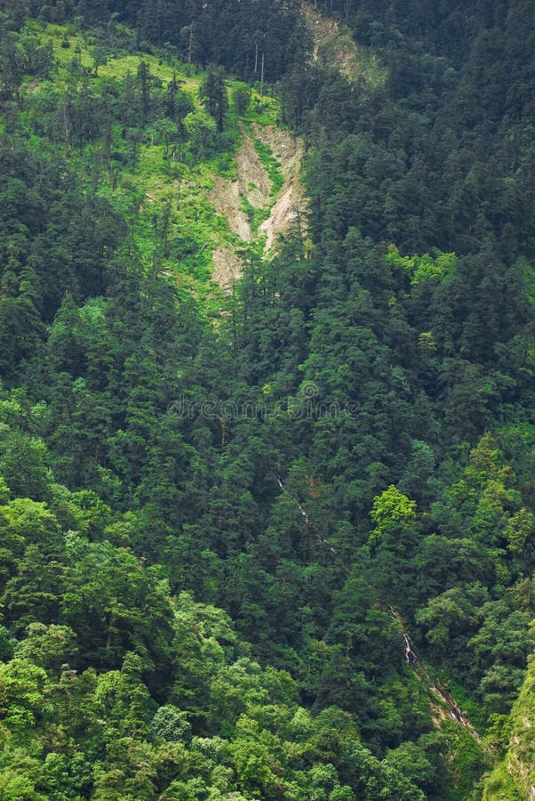 Forest on mountainside