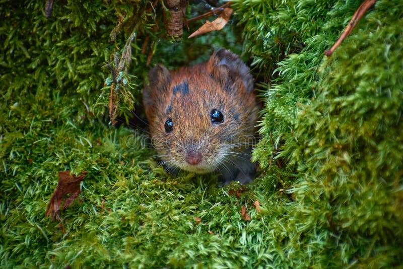 Forest Mouse in the Burrow (Apodemus Sylvaticus) Stock Image Image of