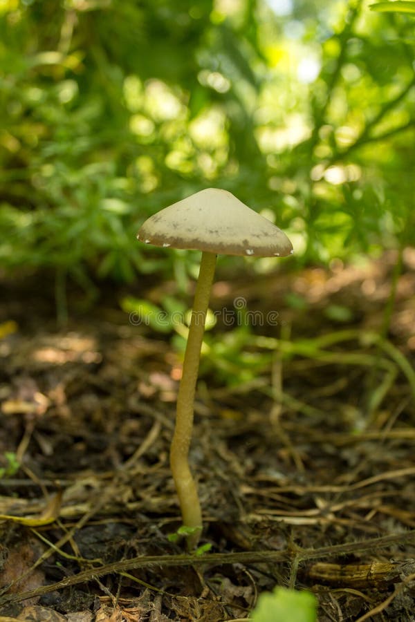 Forest Mushroom in the Grass and Old Dried Leaves. Close Up Look Stock