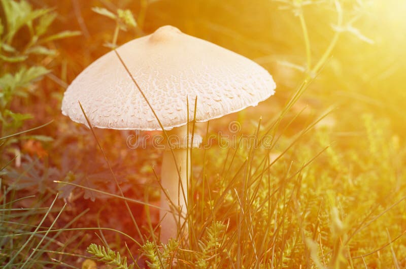 Forest mushroom growing on the lawn in the forest. House for forest dwellers. Fairy House