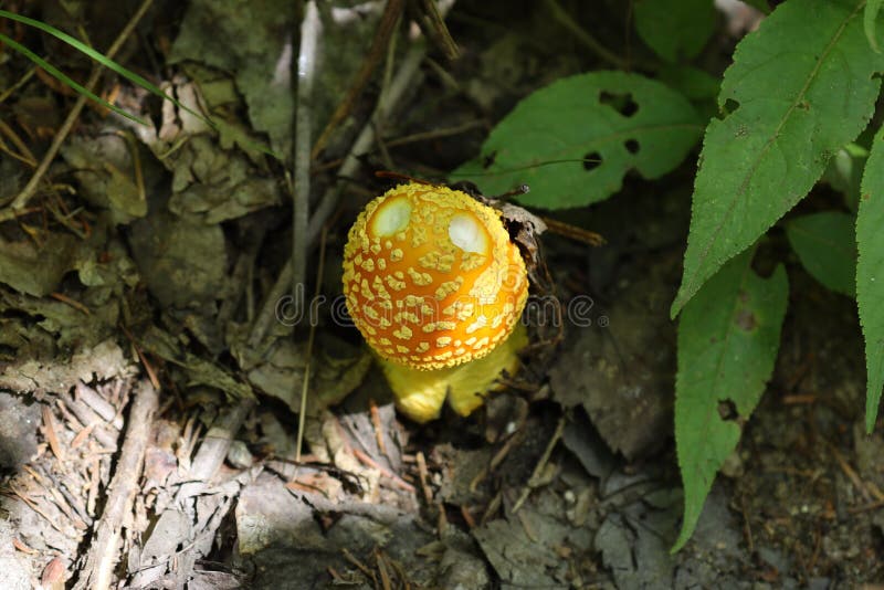 179 Ontario Canada Mushroom Stock Photos Free & RoyaltyFree Stock