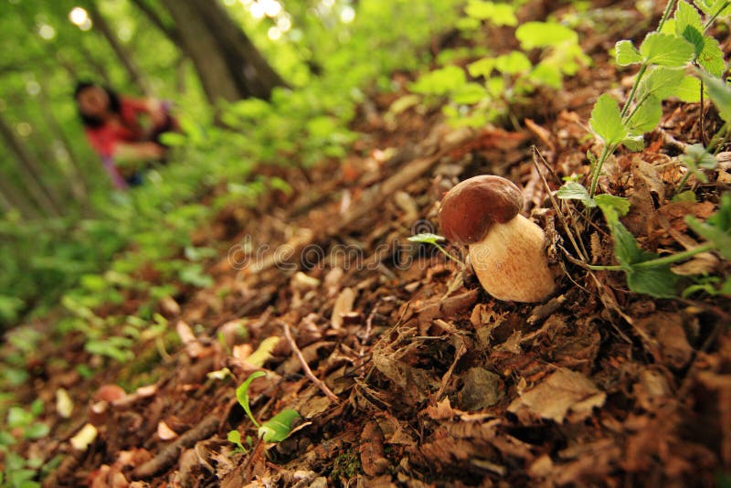 Mushroom picking stock image. Image of growth, little 15850443