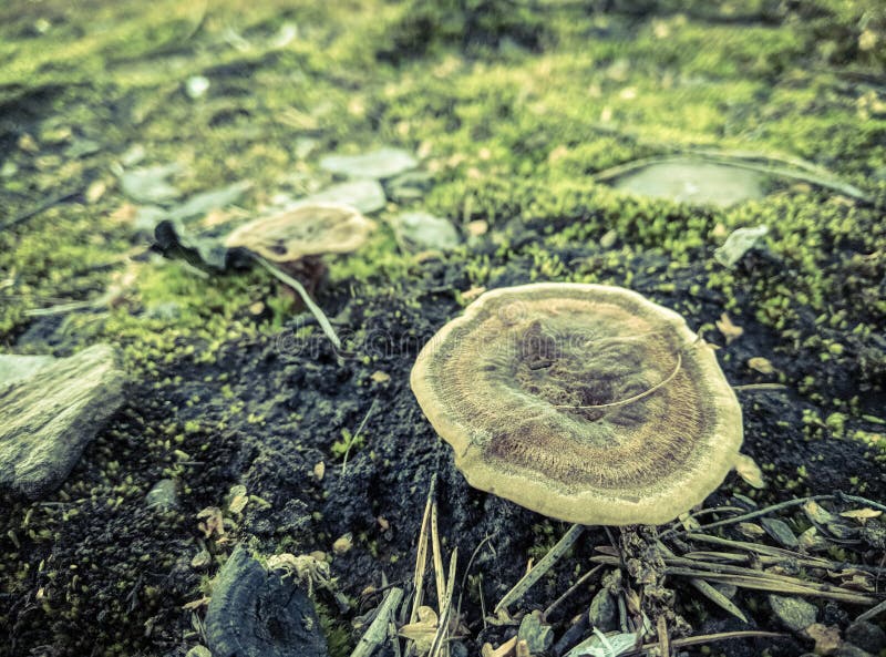 Forest Mushrooms in the Grass. Gathering Mushrooms. Stock Photo Image