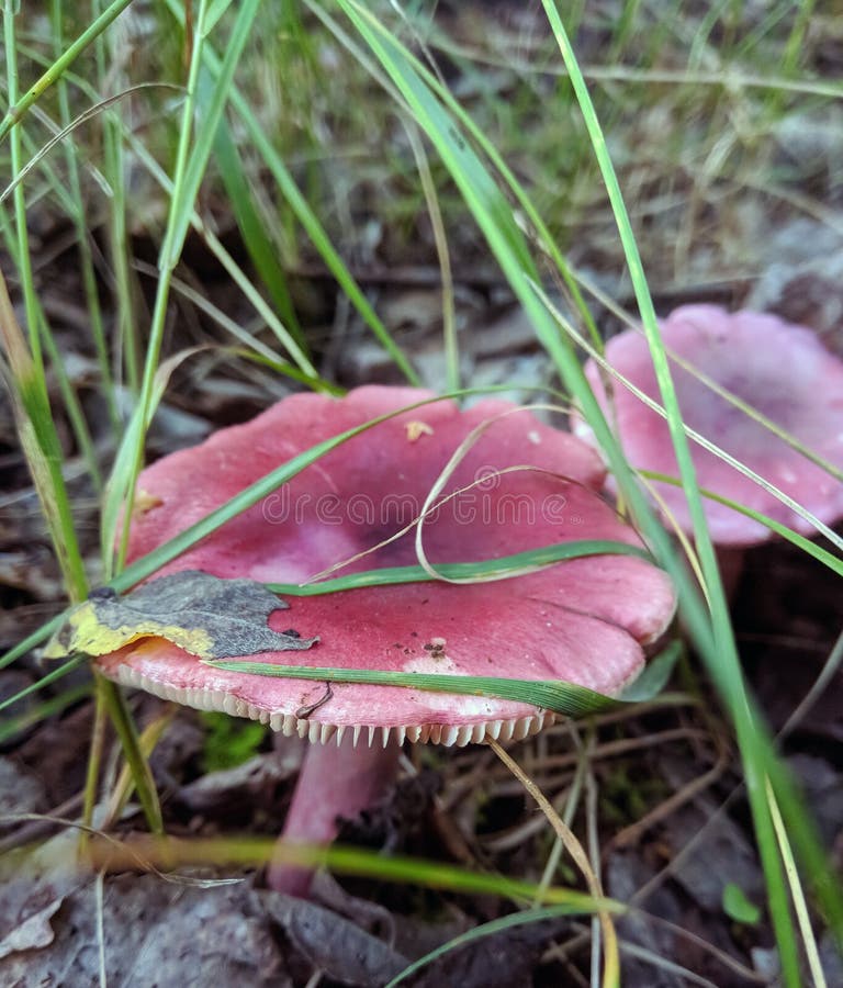 Forest Mushrooms in the Grass. Gathering Mushrooms Stock Image Image