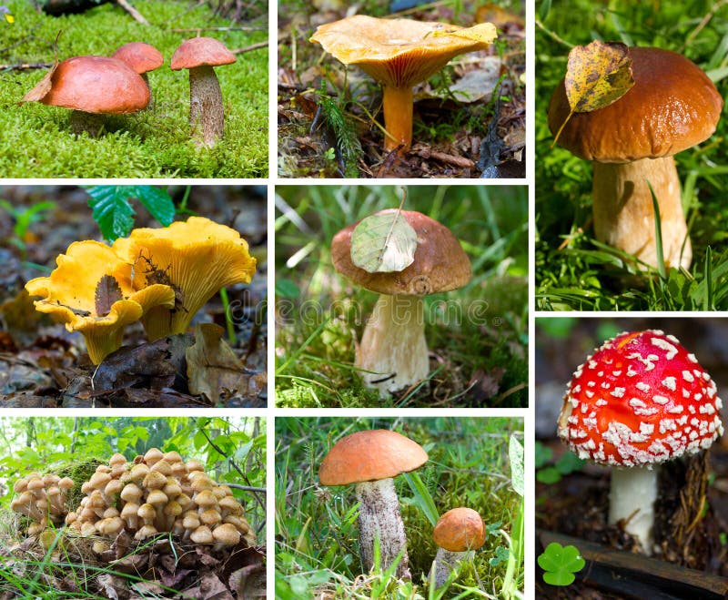 Forest mushrooms set