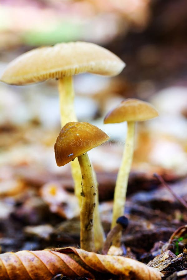 Forest Mushrooms In un claro entre las hojas caidas en fondo natural en cierre del hábitat natural para arriba imágenes de archivo libres de regalías Forest Mushrooms In un claro entre las hojas caidas en fondo natural en cierre del hábitat natural para arriba imágenes de archivo libres de regalías
