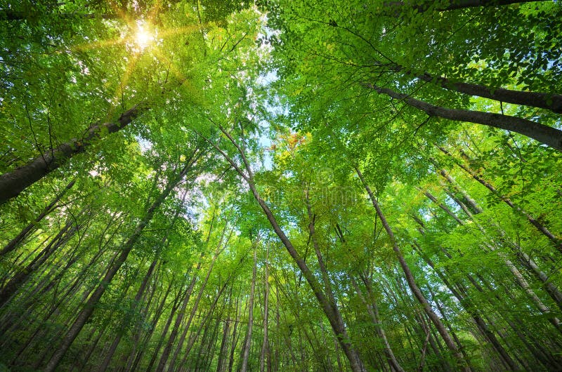 Bosque naturaleza composición.