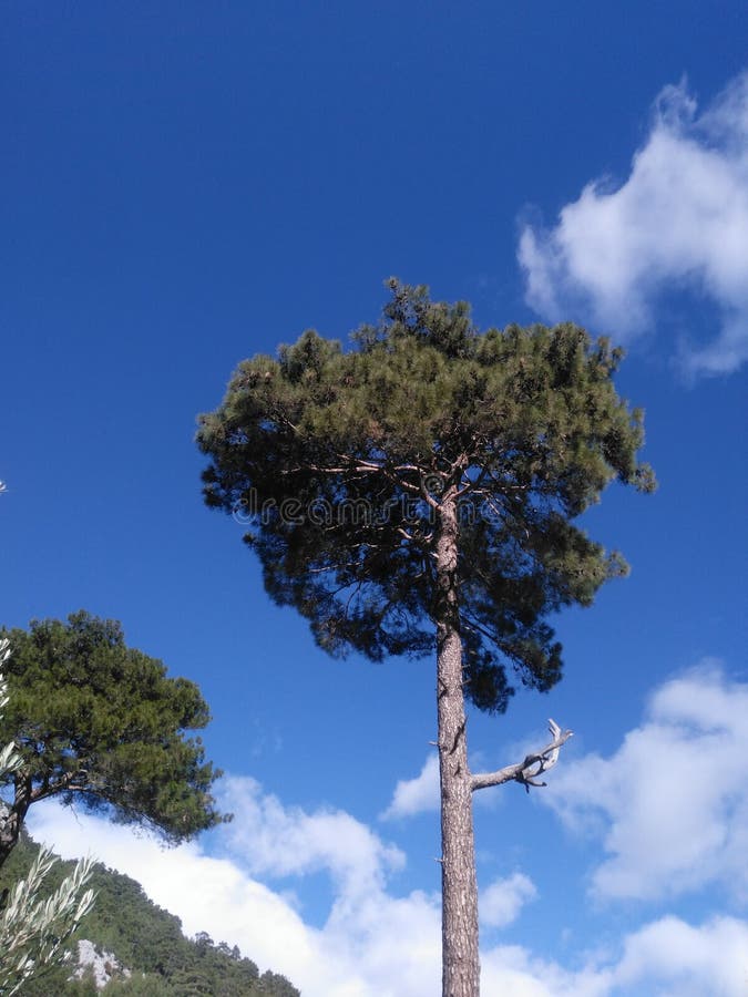 Forest Nature Plant Trees in My Farm Stock Image Image of fores