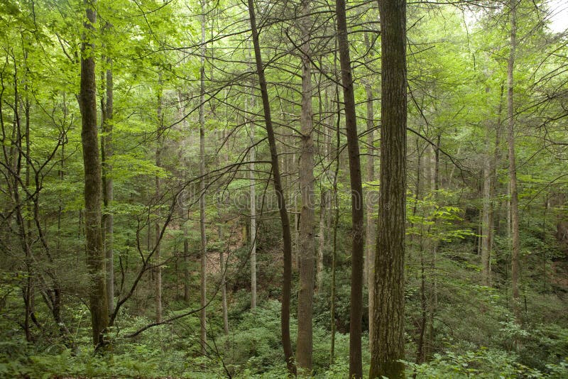 Forest in north carolina stock photo. Image of carolina 15413230