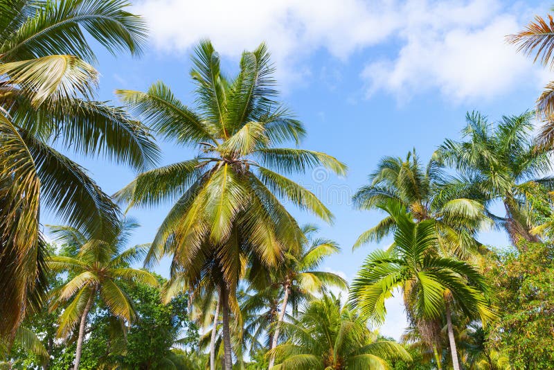 Forest of palm trees over cloudy blue sky background