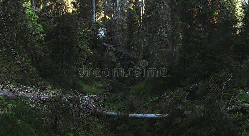 Forest Panorama Gevallen bomen onder groene pijnboombomen in maagdelijk F stock foto's Forest Panorama Gevallen bomen onder groene pijnboombomen in maagdelijk F stock foto's