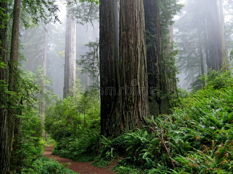Foresta la strada attraverso gigante sequoie, Costa sequoie condizione,.