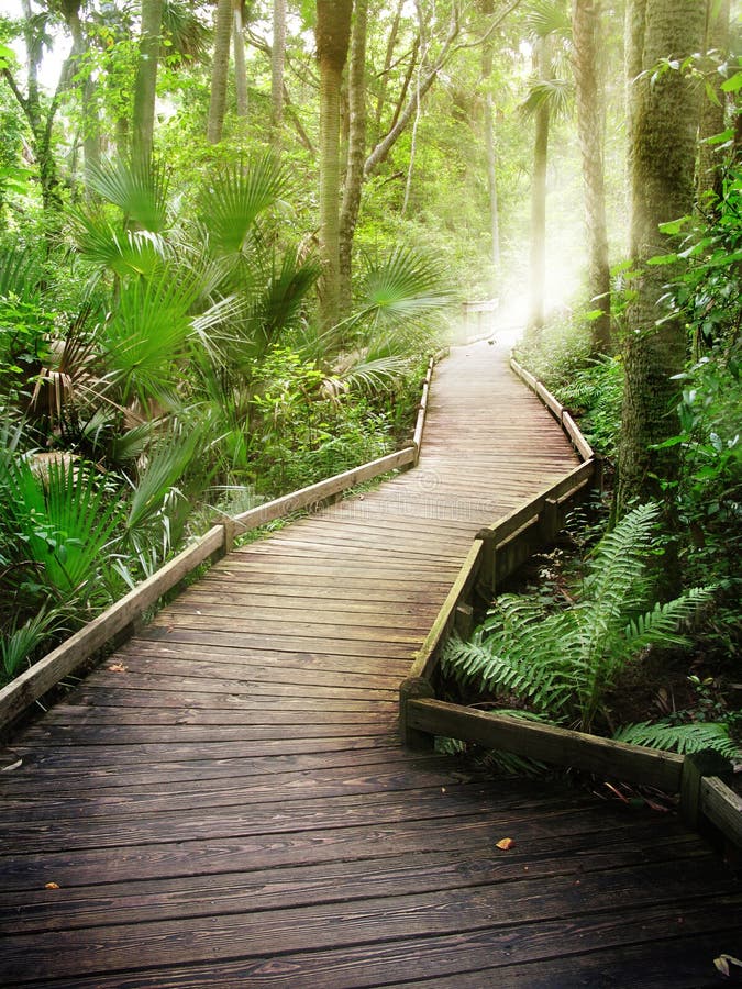 Un sentiero in legno storto attraverso una fitta foresta tropicale.