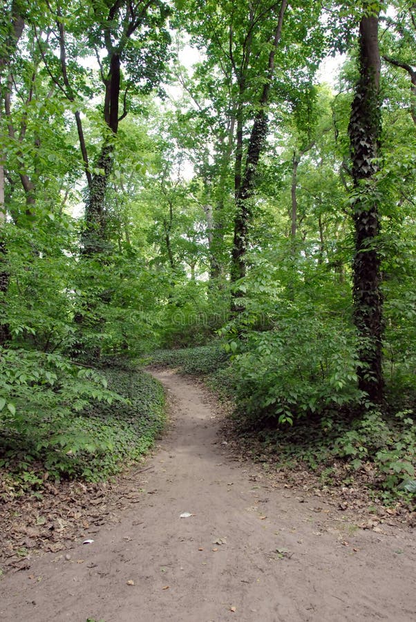 Forest path