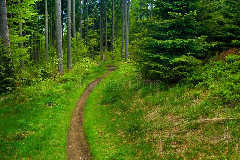 Beautiful forest mountain tiny path. Tranquil czech stock images, royalty-free photos and pictures