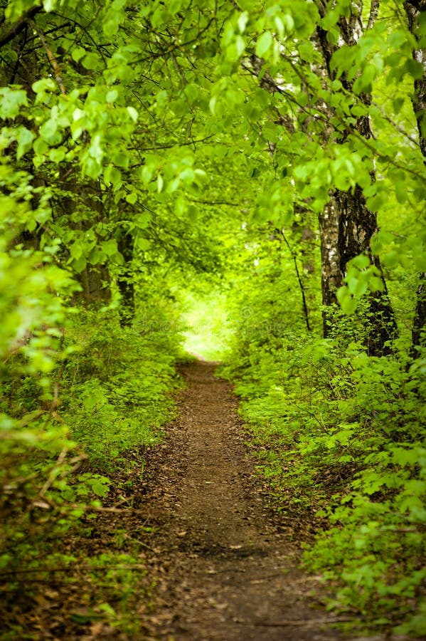 Forest path