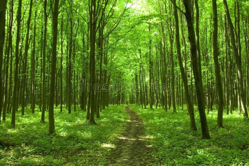 Forest path