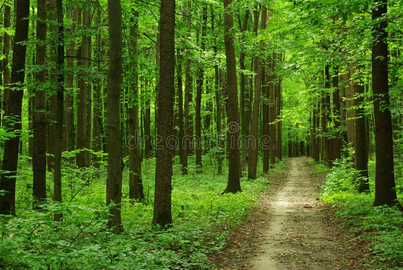 Forest path