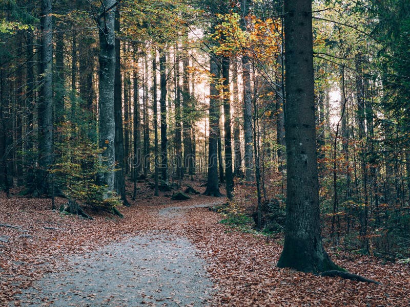 Forest path. Beautiful autumn forest landscape.