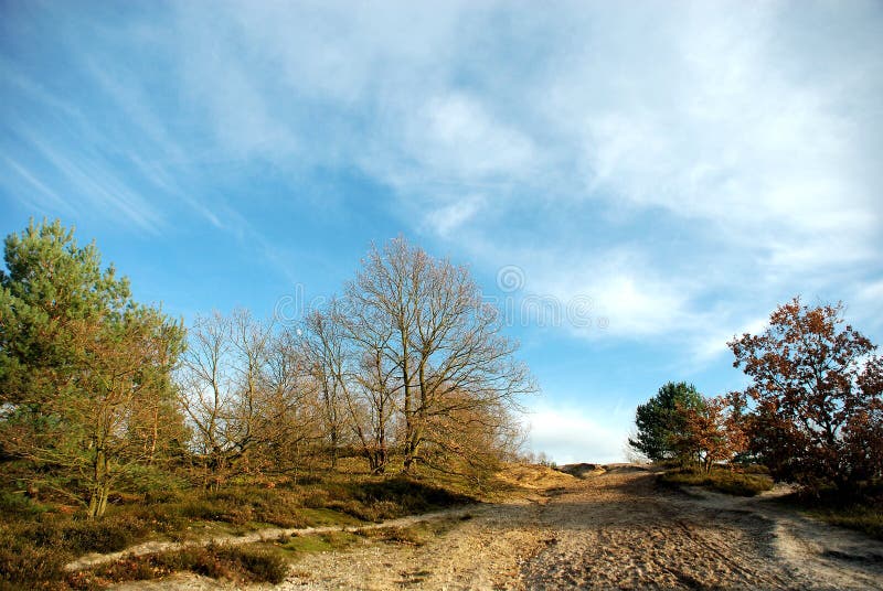 Forest path with blue sky.