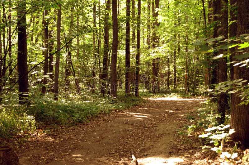 Forest Path ensolarado, beleza fantástica da natureza fotos de stock royalty free Forest Path ensolarado, beleza fantástica da natureza fotos de stock royalty free