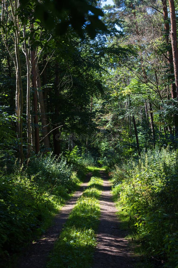 Green Forest Hill Landscape As a High Definition Panorama Stock Photo -  Image of nature, landscape: 199618368