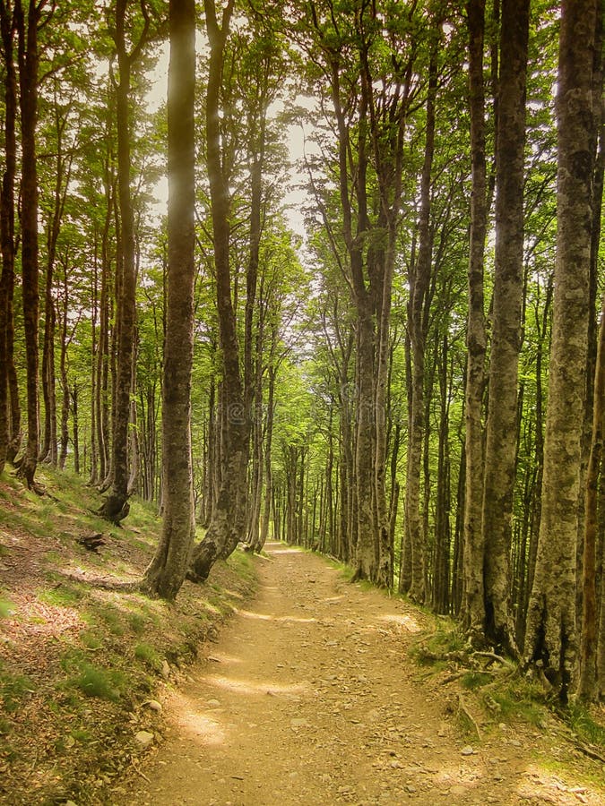 Forest Path