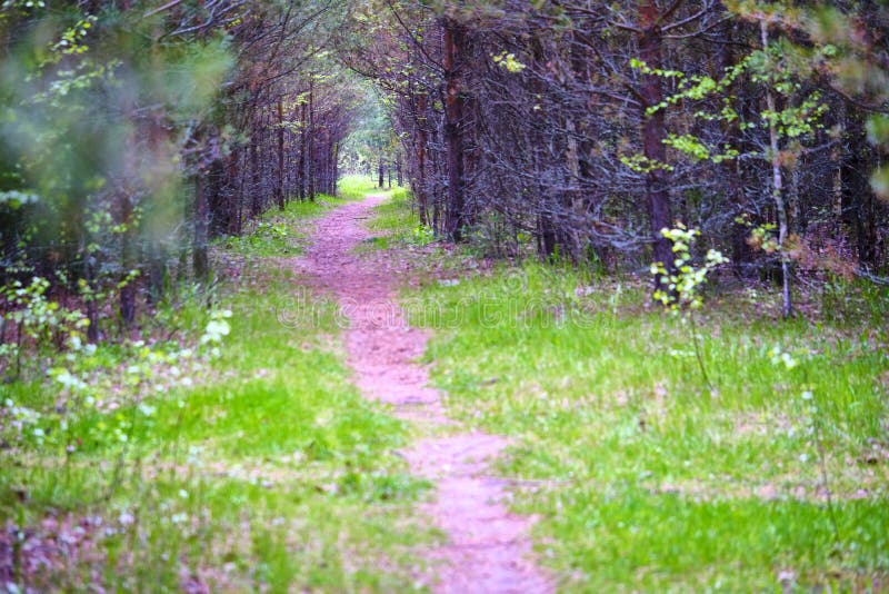 Forest Path Sunlight Scene Deep Forest Trail View Forest Trail