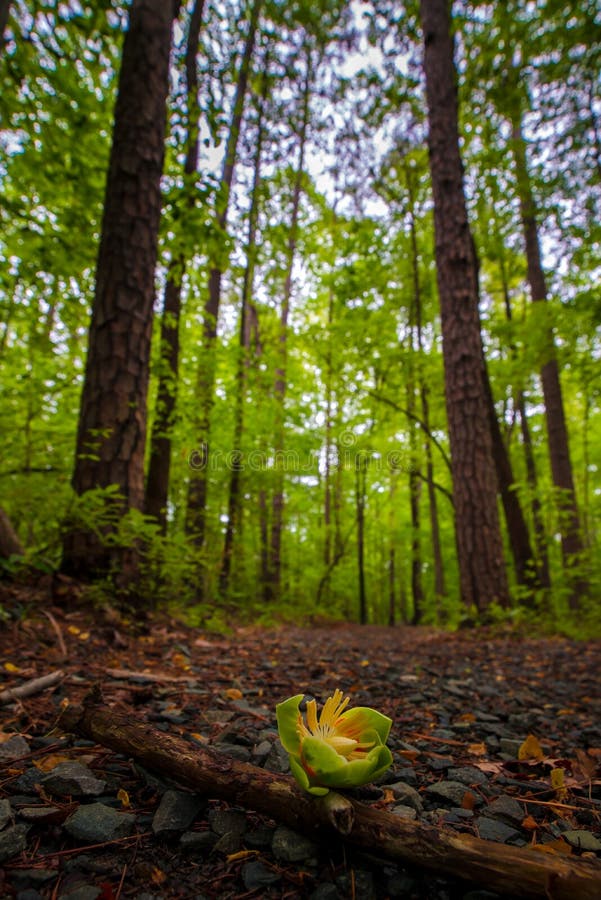 Forest Path 3