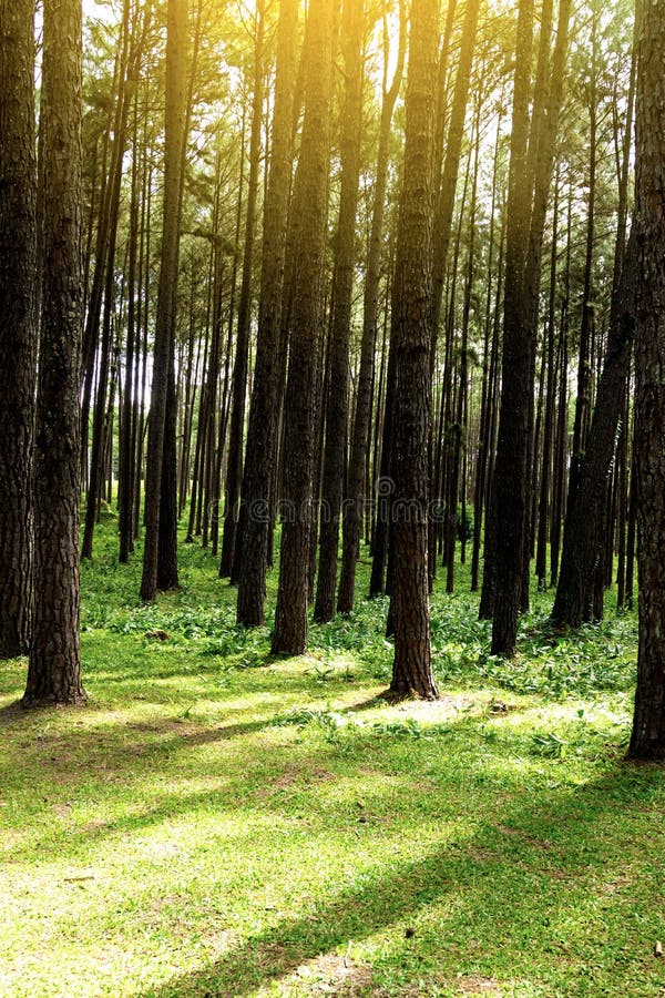 Forest Pine Trees Legno di verde della natura in autunno ed in alba immagini stock libere da diritti Forest Pine Trees Legno di verde della natura in autunno ed in alba immagini stock libere da diritti
