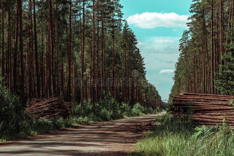 Forest Pine Trees Log Trunks Felled by the Logging Timber Industry Stock Image Image of