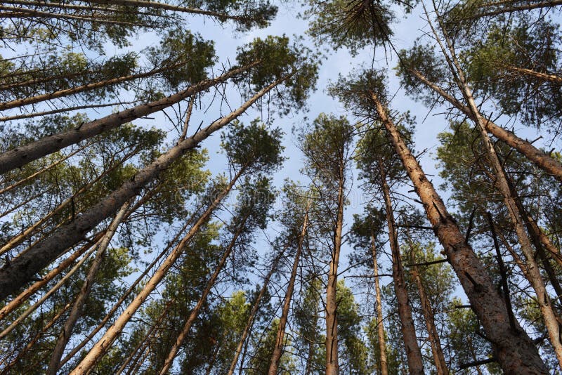 Forest with pine trees in spring. View from below stock images