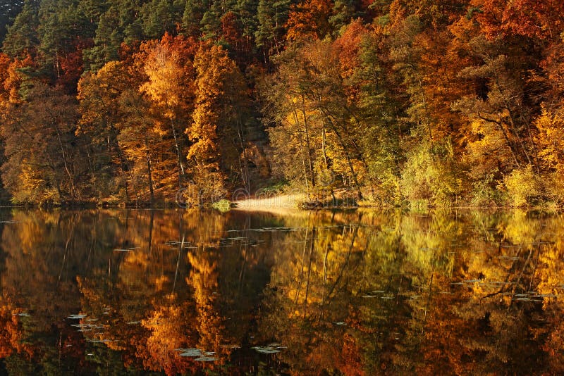 Forest Pond In Autumn Stock Photo Image Of Autumn Light 11995812