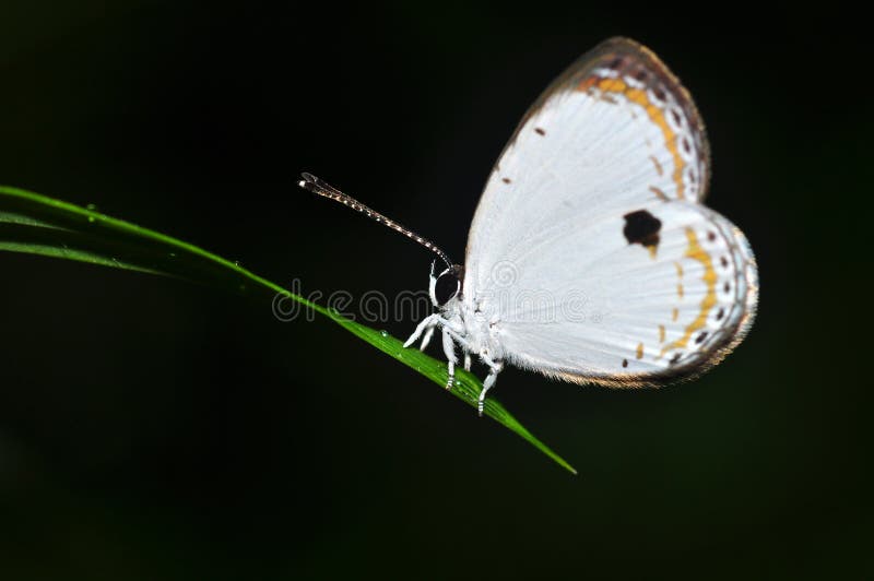 Forest quaker butterfly of thailand background