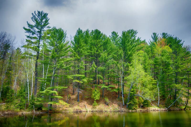 Forest reflecting on calm lake in Northern Ontario, Canada