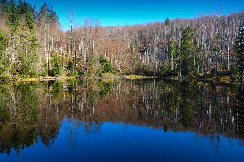 Forest reflection stock photo Forest reflection stock photo
