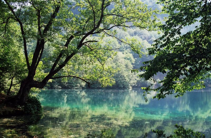 Forest reflections in lake