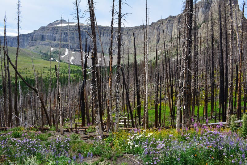 Forest Regeneration immagini stock libere da diritti Forest Regeneration immagini stock libere da diritti
