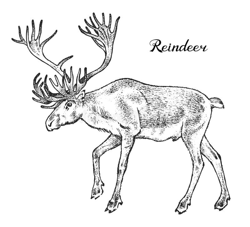 Forest Reindeer, animale selvatico Simbolo del Nord stile monocromatico d'annata Mammifero in Europa Inciso disegnato a mano illustrazione vettoriale Forest Reindeer, animale selvatico Simbolo del Nord stile monocromatico d'annata Mammifero in Europa Inciso disegnato a mano illustrazione vettoriale