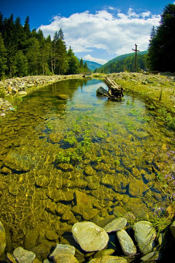 Forest and river