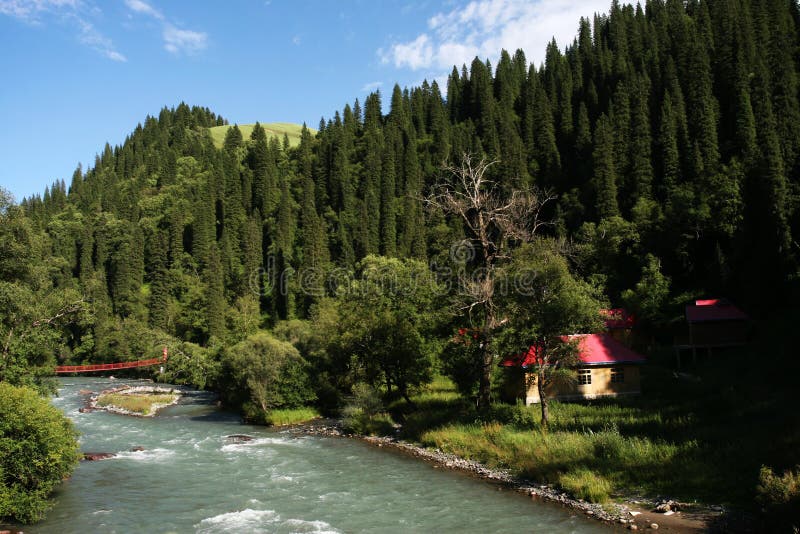 Forest and river