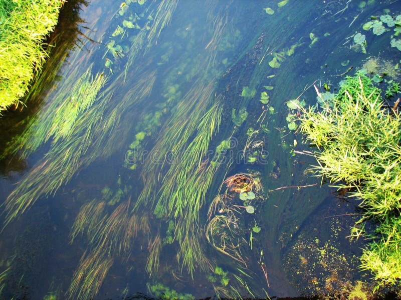 Forest river algae stock photo