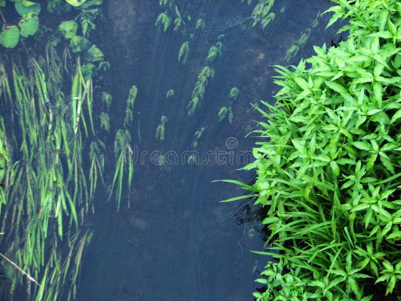 Forest river algae stock image