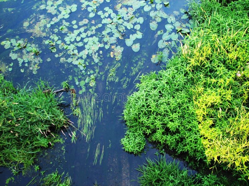 Forest river algae stock photography