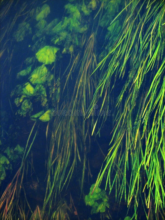 Forest river algae royalty free stock images