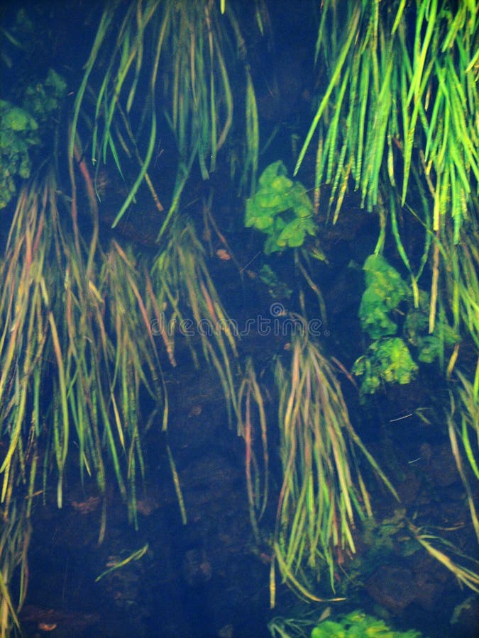 Forest river algae stock image