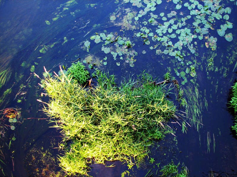 Forest river algae royalty free stock photos